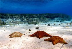 Roatan, Honduras. by Shawn Jackson 